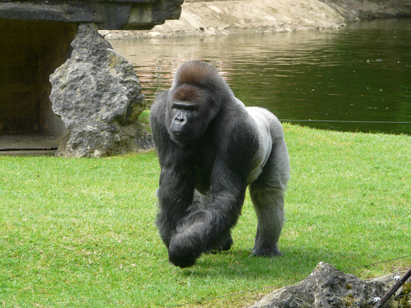 Zoo De La Palmyre