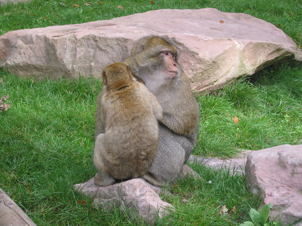 Montagne Des Singes